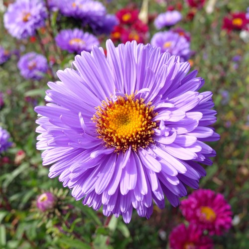 aster-nowoangielski-aster-novi-belgii-zielonapara-sadzonka-duza-zdrowa-jesienne-kwiaty-3.jpg