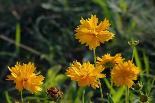nachylek-wielkokwiatowy-coreopsis-grandiflora-presto-zielonapara-sadzonka-duza-zdrowa-kremowo-zolte-kwiaty