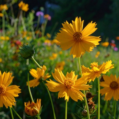 nachylek-wielkokwiatowy-coreopsis-grandiflora-presto-zielonapara-sadzonka-duza-zdrowa-kremowo-zolte-kwiaty