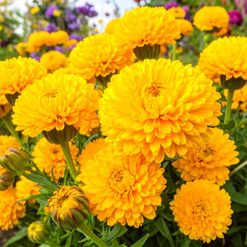 nachylek-wielkokwiatowy-coreopsis-grandiflora-solanna-golden-sphere-zielonapara-sadzonka-duza-zdrowa-kremowo-zolte-kwiaty