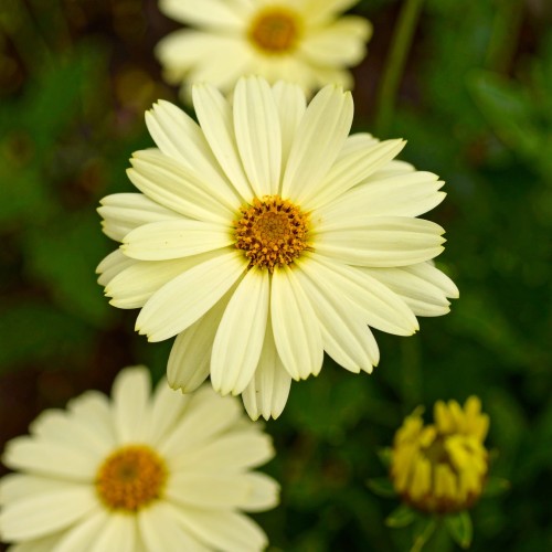nachylek-wielkokwiatowy-coreopsis-grandiflora-uptick-cream-zielonapara-sadzonka-duza-zdrowa-kremowo-zolte-kwiaty