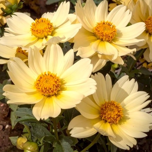 nachylek-wielkokwiatowy-coreopsis-grandiflora-uptick-cream-zielonapara-sadzonka-duza-zdrowa-kremowo-zolte-kwiaty