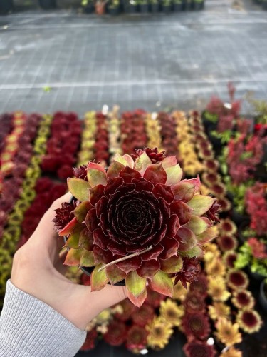 rojnik-sempervivum-eyjafjalla-zielonapara-sadzonka-duza-zdrowa-zielono-czerwone-rozety