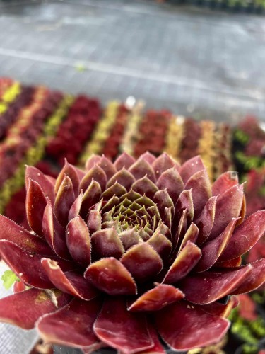 rojnik-sempervivum-tiefgang-zielonapara-sadzonka-duza-zdrowa-czerwone-rozety