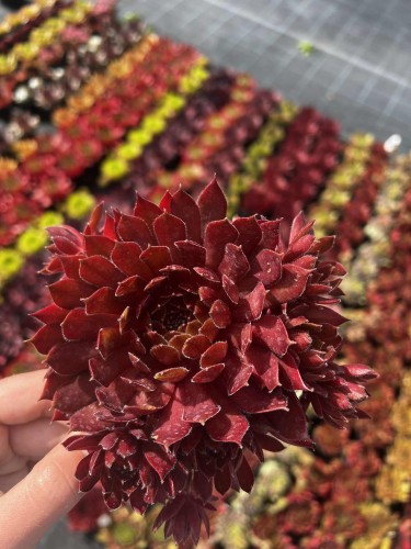 rojnik-sempervivum-voodoo-zielonapara-sadzonka-duza-zdrowa-czerwone-rozety
