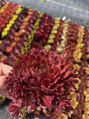 rojnik-sempervivum-voodoo-zielonapara-sadzonka-duza-zdrowa-czerwone-rozety