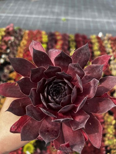 rojnik-sempervivum-leopold-zielonapara-sadzonka-duza-zdrowa-czerwono-zielone-rozety