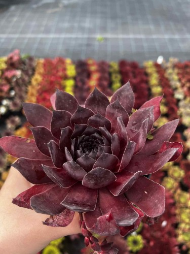 rojnik-sempervivum-leopold-zielonapara-sadzonka-duza-zdrowa-czerwono-zielone-rozety