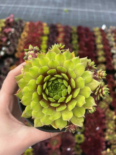 rojnik-sempervivum-pipifax-zielonapara-sadzonka-duza-zdrowa-czerwono-zielone-rozety