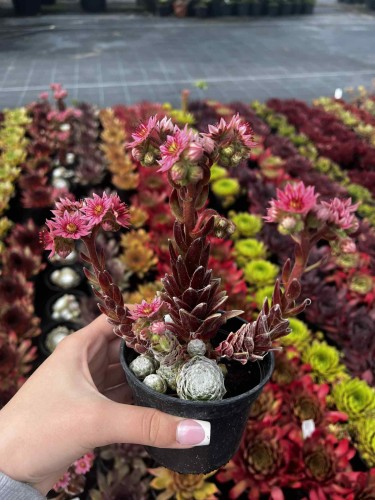 rojnik-pajeczynowaty-sempervivum-arachnoideum-zielonapara-sadzonka-duza-zdrowa-rozety-pokryte-biala-siec