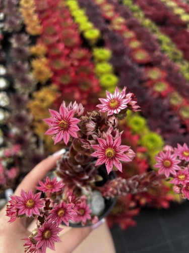 rojnik-pajeczynowaty-sempervivum-arachnoideum-zielonapara-sadzonka-duza-zdrowa-rozety-pokryte-biala-siec
