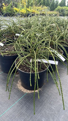 tuja-thuja-plicata-whipcord-zielonapara-sadzonka-duza-zdrowa-zwisajace-cienkie-pedy