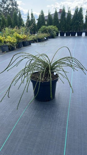 tuja-thuja-plicata-whipcord-zielonapara-sadzonka-duza-zdrowa-zwisajace-cienkie-pedy