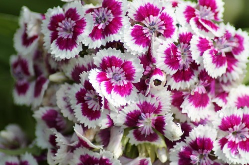 dianthus-caryophyllus-sadzonka-gozdzik-bicolor-zdrowa-zielona-para-bialo-fioletowy.jpg