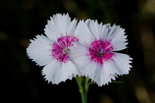 dianthus-caryophyllus-sadzonka-gozdzik-bicolor-zdrowa-zielona-para-bialo-fioletowy.jpg