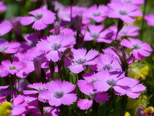 dianthus-gratianopolitanus-gozdzik-siny-badenia-sadzonka-zielona-para-zielonapara.pl.jpg