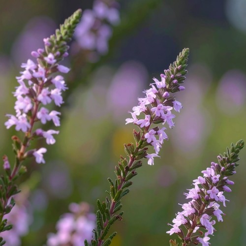 lnica-linaria-vulgaris-zielonapara-sadzonka-duza-zdrowa-kwiaty.jpg