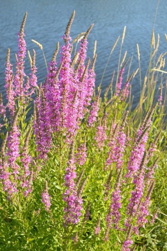 krwawnica-pospolita-lythrum-salicaria-blush-zielonapara-sadzonka-duza-zdrowa-jasnorozowe-kwiaty