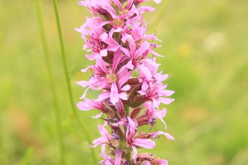 krwawnica-pospolita-lythrum-salicaria-blush-zielonapara-sadzonka-duza-zdrowa-jasnorozowe-kwiaty