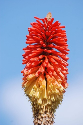 trytoma-groniasta-kniphofia-uvaria-royal-castle-hybrids-zielonapara-sadzonka-duza-zdrowa-czerwono-zolte-kwiaty