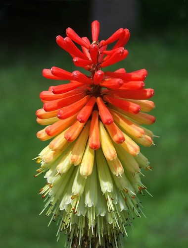 trytoma-groniasta-kniphofia-uvaria-royal-castle-hybrids-zielonapara-sadzonka-duza-zdrowa-czerwono-zolte-kwiaty