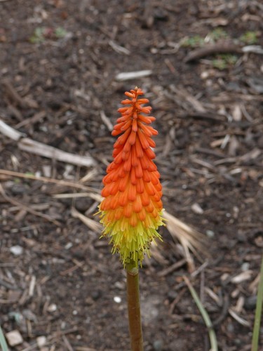 trytoma-groniasta-kniphofia-uvaria-royal-castle-hybrids-zielonapara-sadzonka-duza-zdrowa-czerwono-zolte-kwiaty