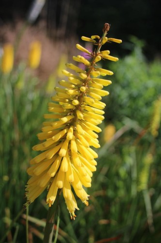 trytoma-kniphofia-uvaria-lemon-popsicle-hybrids-zielonapara-sadzonka-duza-zdrowa-zolte-kwiaty
