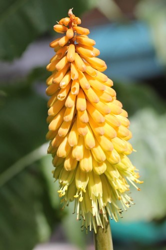 trytoma-kniphofia-uvaria-lemon-popsicle-hybrids-zielonapara-sadzonka-duza-zdrowa-zolte-kwiaty