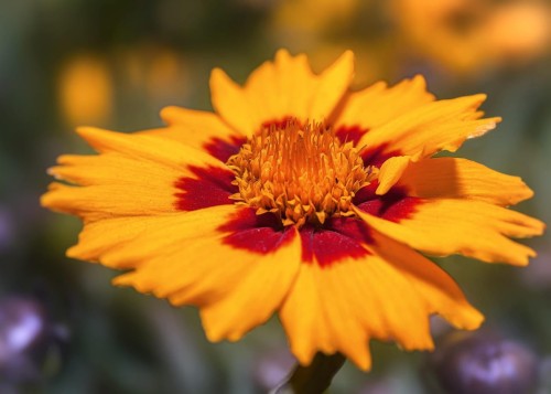 nachylek-coreopsis-CALYPSO-zielonapara-sadzonka-duza-zdrowa-zolty-duze-kwiaty.jpg