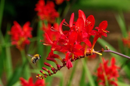 krokosmia-crocosmia-crocosmiiflora-fire-fly-zielonapara-sadzonka-duza-zdrowa-pomaranczowo-czerwone-kwiaty