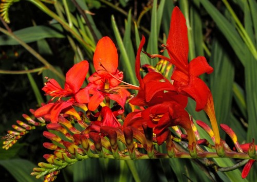 krokosmia-crocosmia-crocosmiiflora-fire-fly-zielonapara-sadzonka-duza-zdrowa-pomaranczowo-czerwone-kwiaty