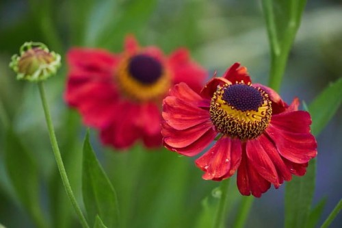 dzielzan-helenium-autumnale-zielonapara-sadzonka-duza.jpg
