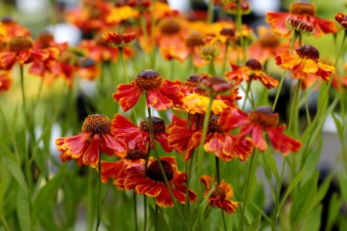dzielzan-helenium-autumnale-zielonapara-sadzonka-duza.jpg