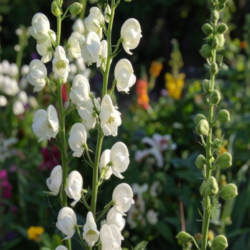 tojad-aconitum-napellus-zielonapara-sadzonka-duza-zdrowa-fioletowe-kwiaty.jpg