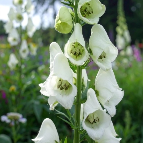 tojad-aconitum-napellus-zielonapara-sadzonka-duza-zdrowa-fioletowe-kwiaty.jpg
