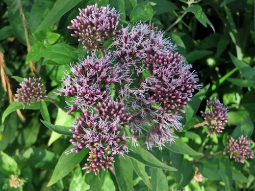 sadziec-eutrochium-purpureum-zielonapara-sadzonka-duza-zdrowa-rozowe-baldachy.jpg