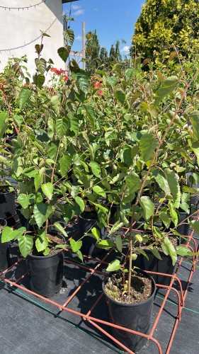 brzoza-pozyteczna-betula-utilis-doorenbos-zielonapara-sadzonka-duza-zdrowa-dekoracyjna-biala-kora
