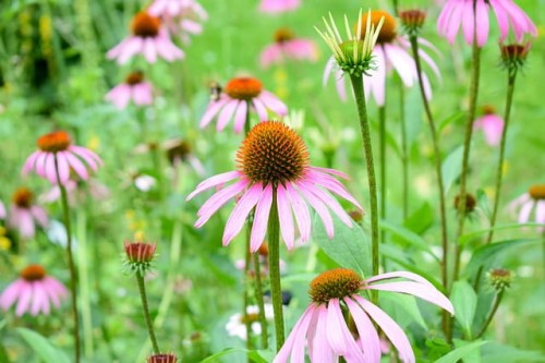 jezowka-purpurowa-echinacea-purpurea-zielonapara-sadzonka-duza-zdrowa-rozowe-kwiaty.jpg