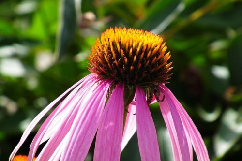 jezowka-purpurowa-echinacea-purpurea-zielonapara-sadzonka-duza-zdrowa-rozowe-kwiaty.jpg