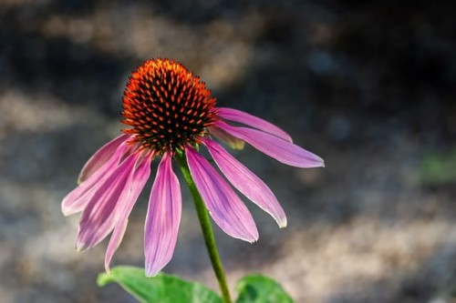 jezowka-purpurowa-echinacea-purpurea-zielonapara-sadzonka-duza-zdrowa-rozowe-kwiaty.jpg