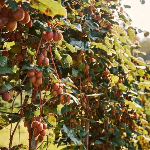 mini-kiwi-aktinidia-actinidia-arguta-kens-red-zielonapara-sadzonka-duza-zdrowa-czerwone-owoce