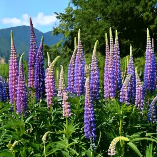 Przetacznik długolistny