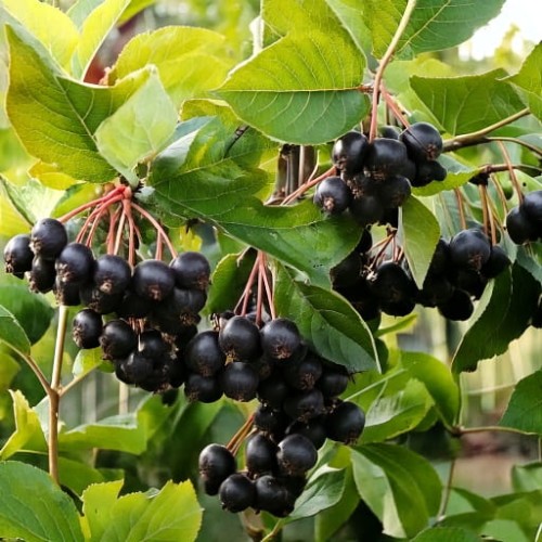 Aronia czarnoowocowa P9
