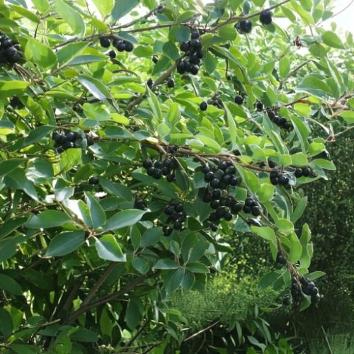 aronia-czarnoowocowa-aronia-melanocarpa-zielonapara-sadzonka-duza-zdrowa-czarne-owoce