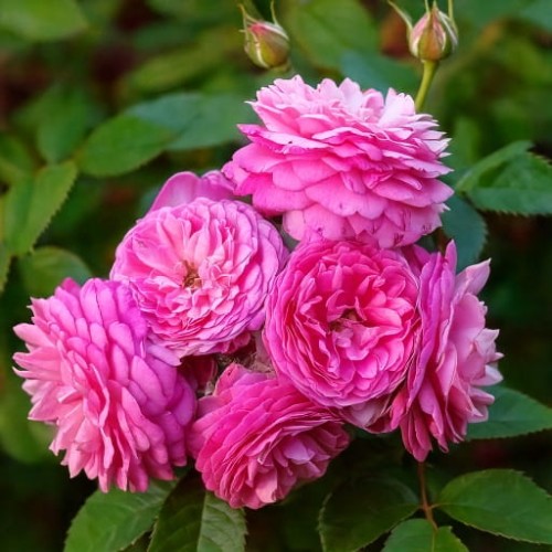 roza-pnaca-rosa-perennial-rosali-zielonapara-sadzonka-duza-zdrowa-rozowe-kwiaty
