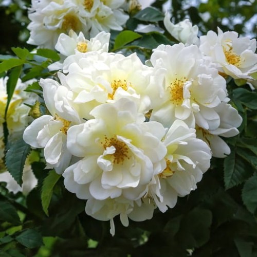 roza-pnaca-rosa-perennial-blush-zielonapara-sadzonka-duza-zdrowa-jasnorozowe-kwiaty