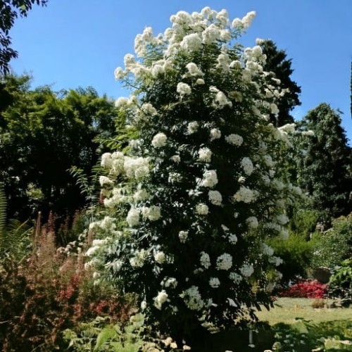 roza-pnaca-rosa-perennial-blush-zielonapara-sadzonka-duza-zdrowa-jasnorozowe-kwiaty