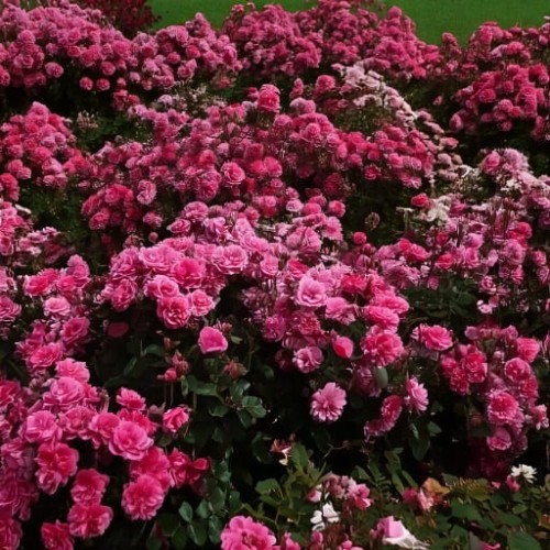 roza-okrywowa-rosa-mirato-zielonapara-sadzonka-duza-zdrowa-biale-kwiaty