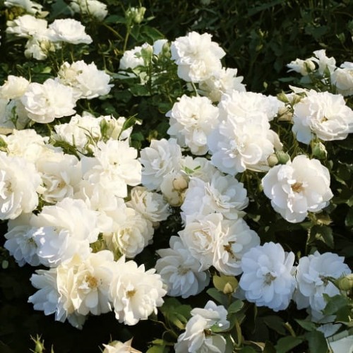 roza-okrywowa-rosa-kastelruther-spatzen-rose-zielonapara-sadzonka-duza-zdrowa-biale-kwiaty