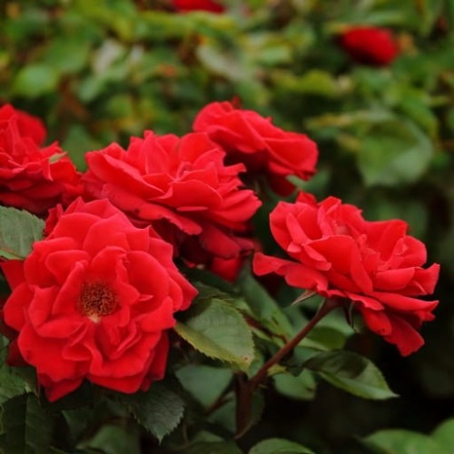 roza-okrywowa-rosa-centro-rose-zielonapara-sadzonka-duza-zdrowa-biale-kwiaty